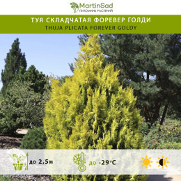 Туя складчатая Форевер Голди