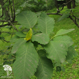 Амелосорбус Джека