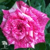 Роза чайно-гибридная Пинк Интуишн фото 3 