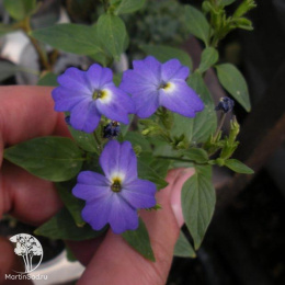 Броваллия Дымчатый сапфир