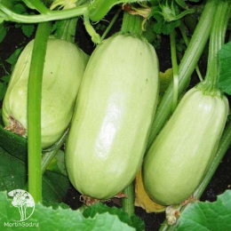 Кабачок Грибовские 37