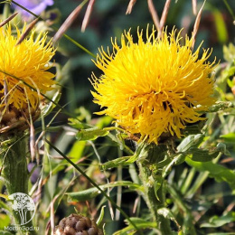 Василек Золотисто-желтый, крупноголовчатый, многол.