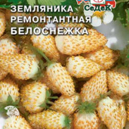 Земляника Белоснежка ( мелкоплодная ремонтант.)