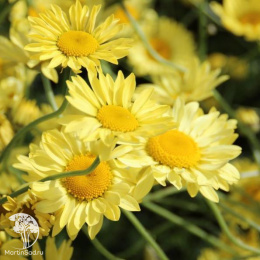 Пупавка гибридная Е.С.Бакстон