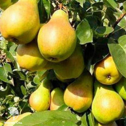 Груша Гера + опылитель Груша Лада