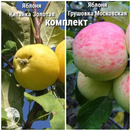 Сверхвыгодный комплект! Яблоня Китайка золотая (ранняя) + опылитель яблоня Грушовка Московская