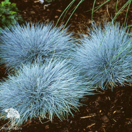 Овсяница сизая Интенс Блю