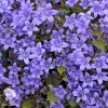 Campanula Portenschlagiana Blue Magic Колокольчик Портеншлага Блю Меджик фото 2 