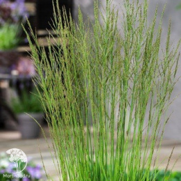 Молиния голубая Торч