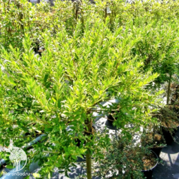 Ива тонкостолбиковая Маунт Асо на штамбе