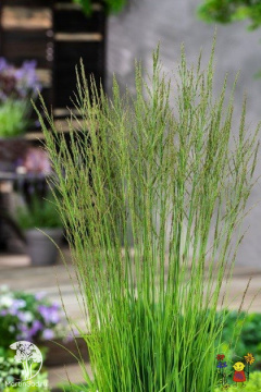 Фото Молиния голубая Торч