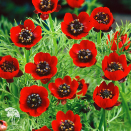 Адонис Красная шапочка (летний)