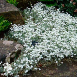 Ясколка войлочная Хрустальный водопад серия Альпийская горка
