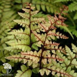 Кочедыжник ушковый Оканум