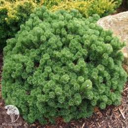 Сосна горная Шервуд Компакт