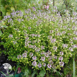  Тимьян лимоннопахнущий Арчерс Голд