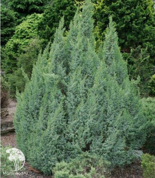 Фото Можжевельник чешуйчатый Лодери