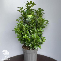 Лавровишня обыкновенная Ани