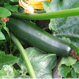 Кабачок Фараон 