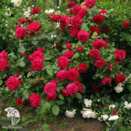 Роза флорибунда Мона Лиза