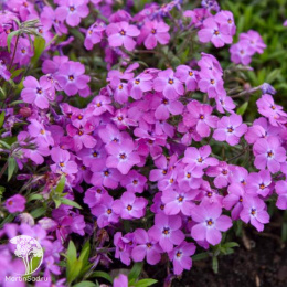 Флокс шиловидный Роуз Спрайт