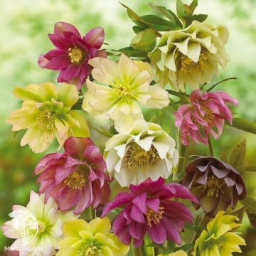 Фото Морозник махровый в ассортименте