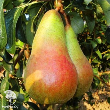 Фото Груша Аббат