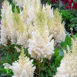 Астильба Арендса Вейси Глория