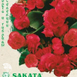 Бегония Королева красная F1  вечноцв. 