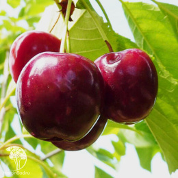 Черешня Регина на штамбе