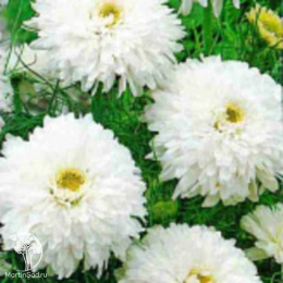 Хризантема букетная Торжество