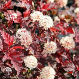 Пузыреплодник калинолистный Мефисто