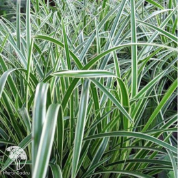 Осока Моррова Ауреовариегата