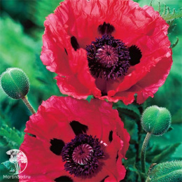 Мак восточный Вотермелон