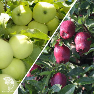 Фото Яблоня гибрид Белый налив + Кандиль Орловский