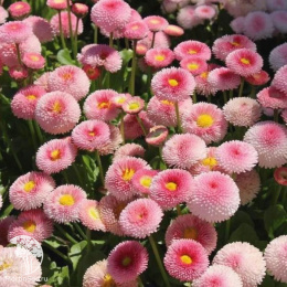  Маргаритка многолетняя Тассо клубника со сливками