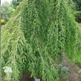 Таксодиум двурядный Пендулум Новум