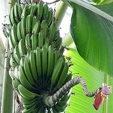 Фото Банан декоративный, Пигмей