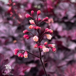 Гейхера Миднайт Байю