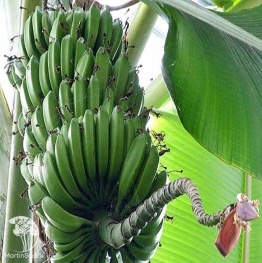 Фото Банан декоративный, Пигмей