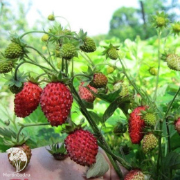 Земляника лесная Регина