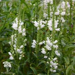 Физостегия виргинская Альба