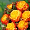 Роза флорибунда Румба фото 3 