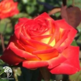 Роза чайно-гибридная Большой