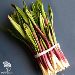 Черемша Медвежонок