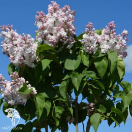 Сирень обыкновенная Красавица Москвы