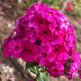 Флокс метельчатый Зе Кинг