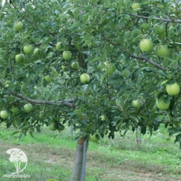Яблоня Семеренко