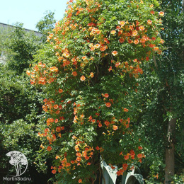 Кампсис укореняющийся Флава