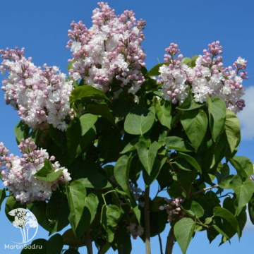 Фото Сирень обыкновенная Красавица Москвы